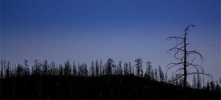forest fire silhouette - mountain pine forest destroyed by wildfire at Greyrock near Fort Collins, Colorado - tree silhouette against night sky Stock Photo - Budget Royalty-Free & Subscription, Code: 400-08335823