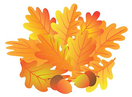 simsearch:400-06391236,k - Oak Leaves and Acorns in Fall Colors Isolated on White Background Color Illustration Fotografie stock - Microstock e Abbonamento, Codice: 400-08335922