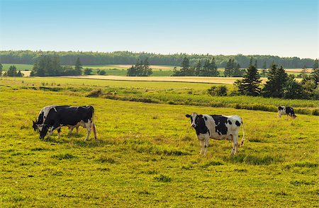 simsearch:400-07818483,k - Cows grazing on a field  (Prince Edward Island, Canada) Foto de stock - Royalty-Free Super Valor e Assinatura, Número: 400-08336093