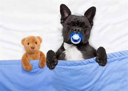 french bulldog dog  with  headache and hangover sleeping in bed like a baby with pacifier , teddy bear close together Stock Photo - Budget Royalty-Free & Subscription, Code: 400-08336225