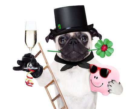 simsearch:400-07822392,k - pug dog as chimney sweeper with four leaf clover  celebrating and toasting for new years eve,with champagne,  isolated on white background Foto de stock - Super Valor sin royalties y Suscripción, Código: 400-08336221
