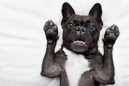 scared dog - french bulldog dog  surprised , shocked and frightened, staring at you with arms in the air Stock Photo - Budget Royalty-Free & Subscription, Code: 400-08336233