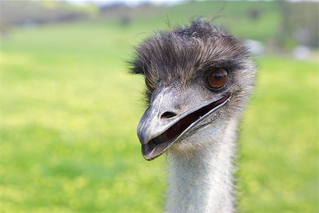 Happy emu.  Australian native flightless bird, with soft brown feathers and a long neck.  Although flightless, they can sprint up to 50km hour Photographie de stock - Aubaine LD & Abonnement, Code: 400-08336587