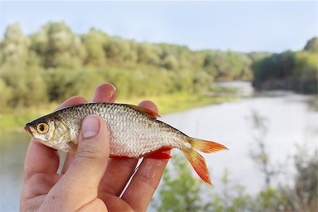 caught rudd in the hand on the river background Foto de stock - Royalty-Free Super Valor e Assinatura, Número: 400-08336658