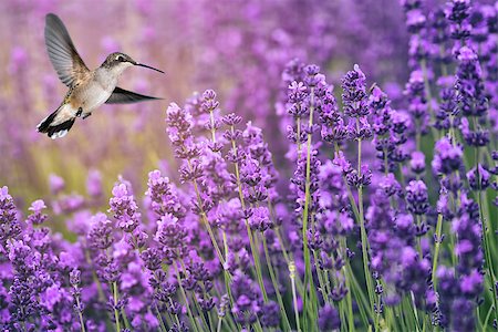 Hummingbird feeding from lavender flowers Foto de stock - Super Valor sin royalties y Suscripción, Código: 400-08337086