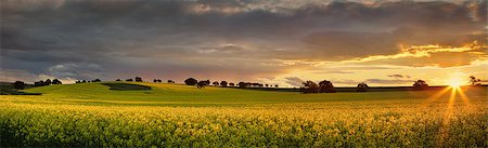 Canola farmlands  in rural Central West of NSW  at sunset, the last rays spread their warm light on the golden canols. Panorama Stock Photo - Budget Royalty-Free & Subscription, Code: 400-08337210