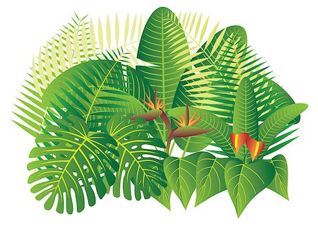 Tropical Jungle Plants with Leaves and Flowers Isolated on White Background Color Illustration Stock Photo - Budget Royalty-Free & Subscription, Code: 400-08337310