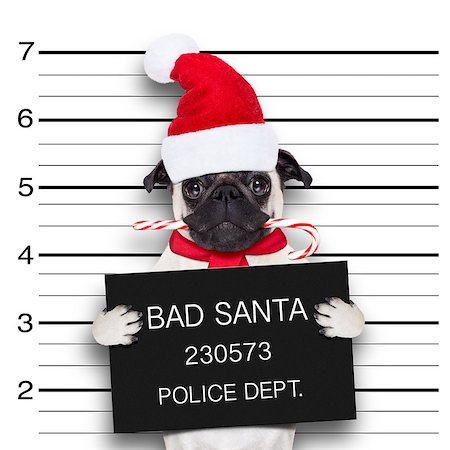 simsearch:400-08898663,k - pug dog as santa claus for christmas holidays, caught on mugshot with sugar cane in mouth Photographie de stock - Aubaine LD & Abonnement, Code: 400-08337328