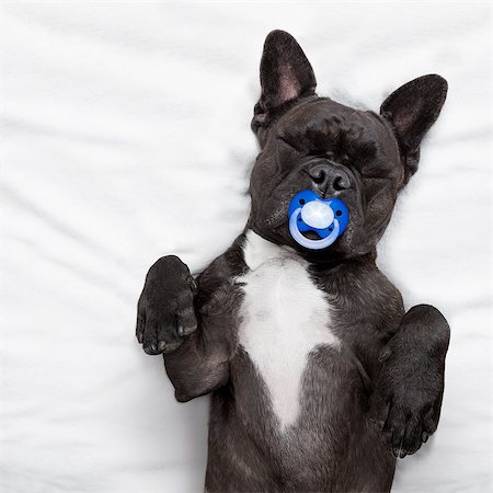 french bulldog dog  with  headache and hangover sleeping in bed like a baby with a pacifier,  dreaming sweet dreams Stock Photo - Budget Royalty-Free & Subscription, Code: 400-08337341