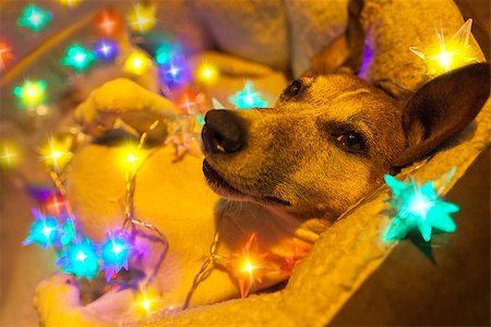 dog christmas light - jack russell dog resting and enjoying this christmas holidays with fancy fairy lights and looking cute at you Stock Photo - Budget Royalty-Free & Subscription, Code: 400-08337343