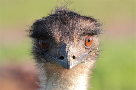 The face of the cutest emu looking directly to camera viewer. Photographie de stock - Aubaine LD & Abonnement, Code: 400-08337370