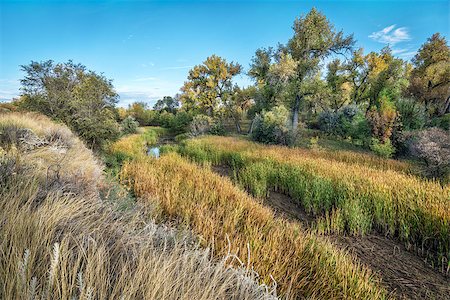 peuplier deltoïde - old river channel, swamp and riparian forest along the Cache la Poudre River in eastern Colorado, fall scenery Photographie de stock - Aubaine LD & Abonnement, Code: 400-08337417