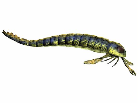 devonian - Pterygotus was a predatory sea scorpion that lived all over the world from the Silurian to Devonian Eras. Stock Photo - Budget Royalty-Free & Subscription, Code: 400-08337547