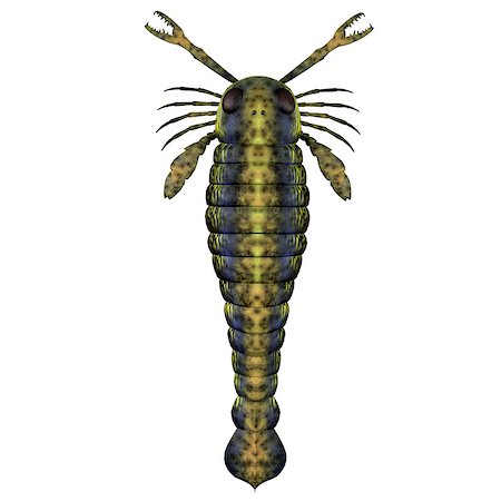 devonian - Pterygotus was a predatory sea scorpion that lived all over the world from the Silurian to Devonian Eras. Stock Photo - Budget Royalty-Free & Subscription, Code: 400-08337548