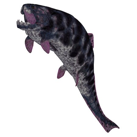 devonian - Dunkleosteus is a Devonian prehistoric fish that lived in the seas of North America, Poland, Belgium and Morocco. Stock Photo - Budget Royalty-Free & Subscription, Code: 400-08337541
