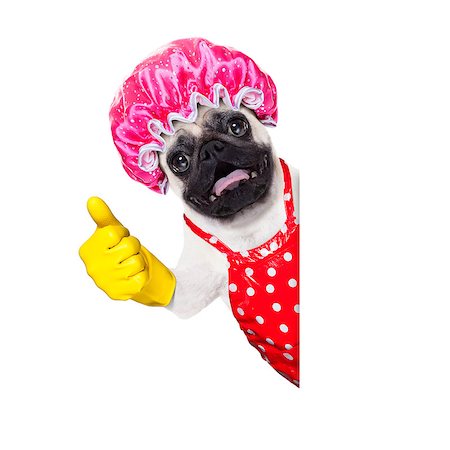pug dog doing household chores with rubber gloves and shower cap, isolated on white background Foto de stock - Super Valor sin royalties y Suscripción, Código: 400-08337657