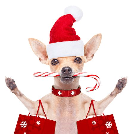 simsearch:400-08151278,k - chihuahua santa claus shopping bag  dog  ready for christmas sale  , isolated on white background Photographie de stock - Aubaine LD & Abonnement, Code: 400-08338003