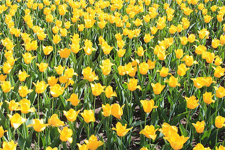 simsearch:400-08400581,k - image of yellow tulips on the flower-bed Photographie de stock - Aubaine LD & Abonnement, Code: 400-08338139