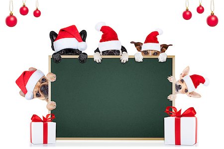 simsearch:400-08413217,k - row and group of different santa claus dogs behind an empty blank banner , placard or blackboard, for christmas holidays isolated on white background Stock Photo - Budget Royalty-Free & Subscription, Code: 400-08338140