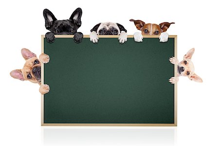simsearch:400-08413217,k - group row of different dogs behind a blank banner placard blackboard, isolated on white background Stock Photo - Budget Royalty-Free & Subscription, Code: 400-08338141