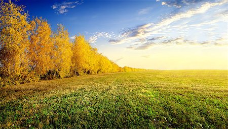 simsearch:400-07932789,k - Yellow birches on autumn field at sunrise Stock Photo - Budget Royalty-Free & Subscription, Code: 400-08338270