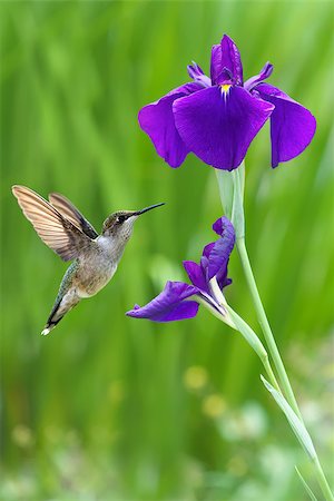 Hummingbird (archilochus colubris) hovering next to a pretty iris flowers vertical image Foto de stock - Royalty-Free Super Valor e Assinatura, Número: 400-08338658