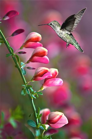 Hummingbird (archilochus colubris) hovering next to a pretty pink flowers vertical image Stock Photo - Budget Royalty-Free & Subscription, Code: 400-08338659