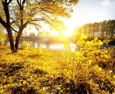 simsearch:400-08336120,k - Yellow leaves and river in the autumn Foto de stock - Royalty-Free Super Valor e Assinatura, Número: 400-08338909