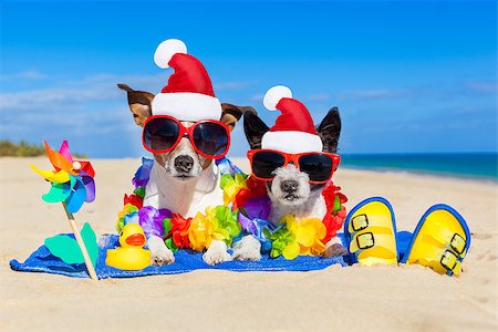 funny jack russell christmas pictures - couple of two dog sitting close together wearing santa claus hat at  beach on summer christmas vacation holidays, on a honeymoon retreat Stock Photo - Budget Royalty-Free & Subscription, Code: 400-08339346