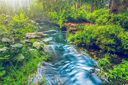 Mountain stream in green forest. Carpathians, Ukraine Foto de stock - Super Valor sin royalties y Suscripción, Código: 400-08331839