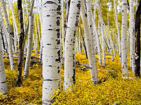 fall aspen leaves - Aspen Forest Close Up Stock Photo - Budget Royalty-Free & Subscription, Code: 400-08331878