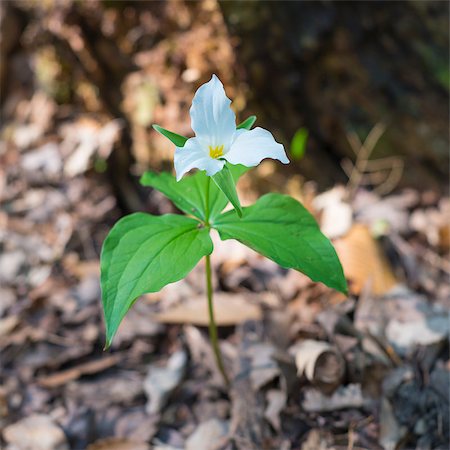 Large white trillium (Trillium grandiflorum) in full bloom Photographie de stock - Aubaine LD & Abonnement, Code: 400-08331965