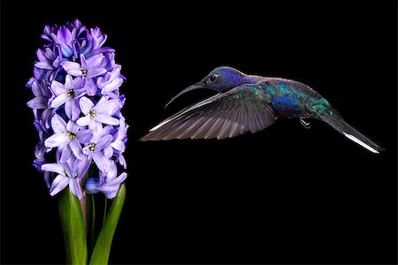 simsearch:400-07416630,k - Hummingbird (archilochus colubris) in flight with tropical flower over black background Stock Photo - Budget Royalty-Free & Subscription, Code: 400-08331986