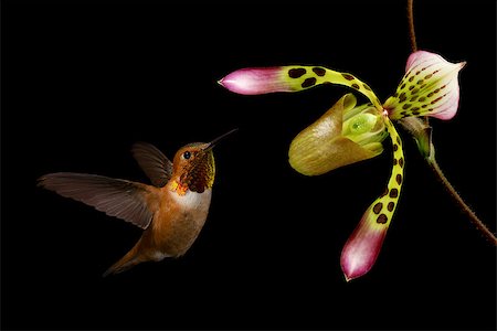 simsearch:400-08342023,k - Hummingbird (archilochus colubris) in flight with tropical flower over black background Stock Photo - Budget Royalty-Free & Subscription, Code: 400-08331987