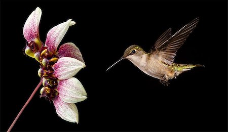 simsearch:400-08342023,k - Hummingbird (archilochus colubris) in flight with tropical flower over black background Stock Photo - Budget Royalty-Free & Subscription, Code: 400-08331988