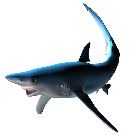 simsearch:400-07983570,k - The Blue shark can be found around the world in deep temperate and tropical ocean waters and is a predatory fish. Stock Photo - Budget Royalty-Free & Subscription, Code: 400-08331997