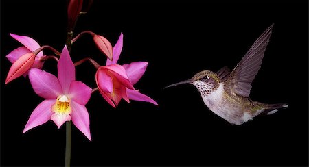 simsearch:400-07416630,k - Hummingbird (archilochus colubris) in flight with tropical flower over black background Stock Photo - Budget Royalty-Free & Subscription, Code: 400-08331990