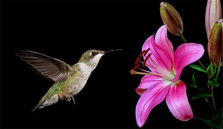 simsearch:400-07416630,k - Hummingbird (archilochus colubris) in flight with tropical flower over black background Stock Photo - Budget Royalty-Free & Subscription, Code: 400-08331991