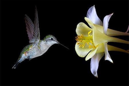 simsearch:400-07416630,k - Hummingbird (archilochus colubris) in flight with tropical flower over black background Stock Photo - Budget Royalty-Free & Subscription, Code: 400-08331992
