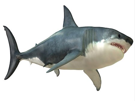 simsearch:614-06623333,k - The Great White shark can grow over 8 meters or 26 feet and live to 70 years of age. Foto de stock - Super Valor sin royalties y Suscripción, Código: 400-08332009