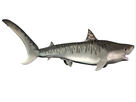 simsearch:400-07578285,k - The Tiger shark is a large predatory fish that lives in temperate and tropical ocean waters. Fotografie stock - Microstock e Abbonamento, Codice: 400-08332028