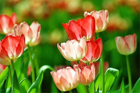 simsearch:400-08333816,k - Beautiful flower of tulip in sunlight on blur background Photographie de stock - Aubaine LD & Abonnement, Code: 400-08332124