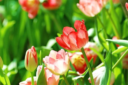 simsearch:400-08333816,k - Beautiful flower of tulip in sunlight on blur background Photographie de stock - Aubaine LD & Abonnement, Code: 400-08332125