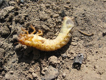 larva of may-bug on laying on the ground Stock Photo - Budget Royalty-Free & Subscription, Code: 400-08332168