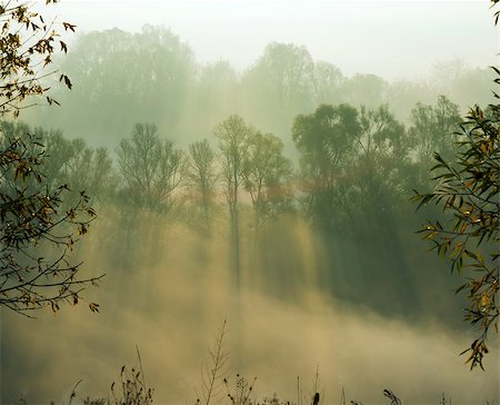 Autumn trees are  smothered in morning fog. Sunbeams penetrates mist. Fotografie stock - Microstock e Abbonamento, Codice: 400-08332263