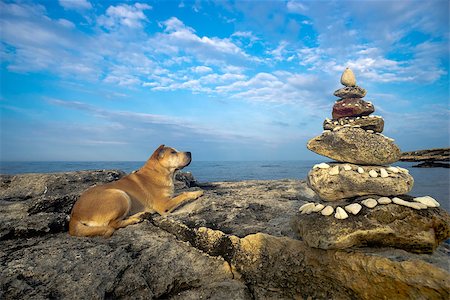 simsearch:400-05138433,k - The dog is lying on the beach next to a pyramid of stones Stock Photo - Budget Royalty-Free & Subscription, Code: 400-08332274