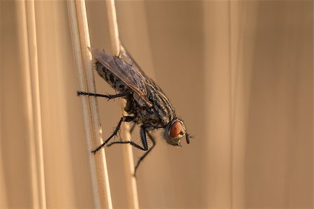 simsearch:400-08706648,k - Fly insect resting on blade of grass early morning Foto de stock - Royalty-Free Super Valor e Assinatura, Número: 400-08332463