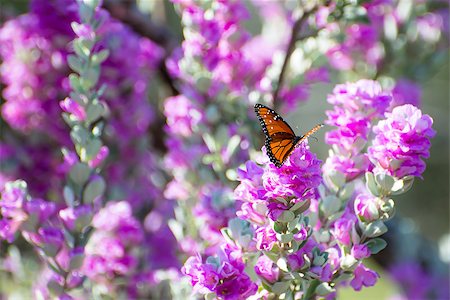 Queen butterfly on a Texas purple sage bush Foto de stock - Royalty-Free Super Valor e Assinatura, Número: 400-08332524