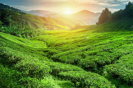 simsearch:400-07124005,k - Tea plantation in sunset time. Nature background Stockbilder - Microstock & Abonnement, Bildnummer: 400-08332652