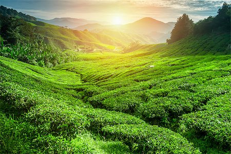 simsearch:400-06921179,k - Tea plantation in sunset time. Nature background Fotografie stock - Microstock e Abbonamento, Codice: 400-08332652